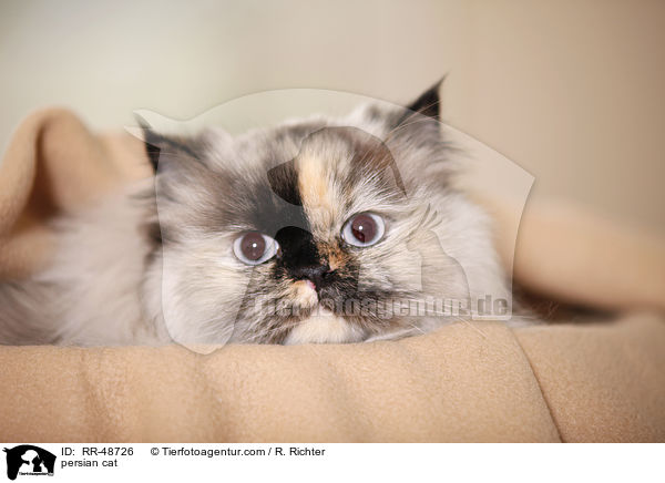 persian cat / RR-48726