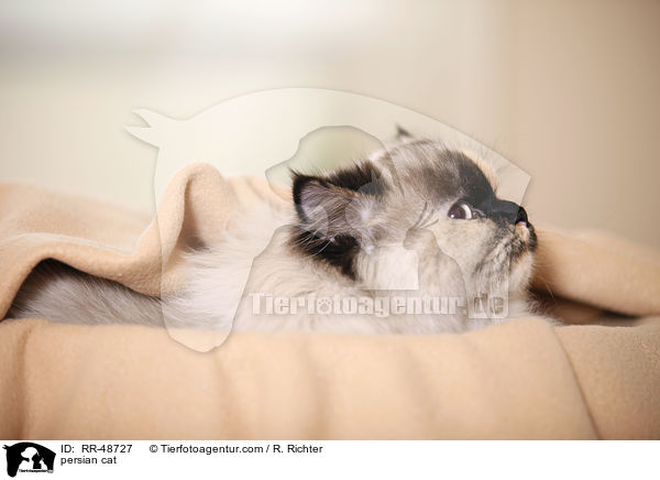 persian cat / RR-48727