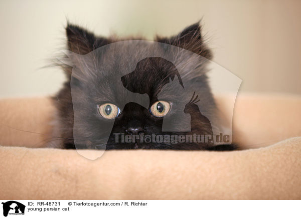 young persian cat / RR-48731