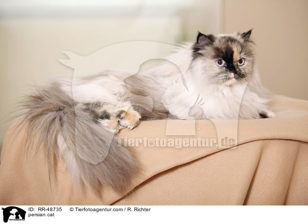 persian cat / RR-48735