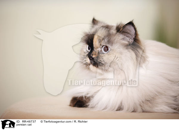 persian cat / RR-48737