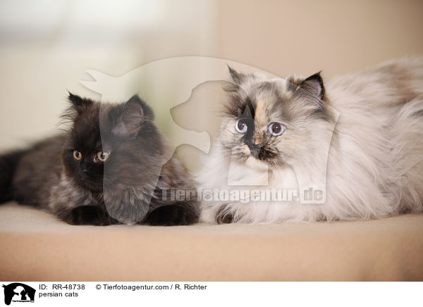 persian cats / RR-48738