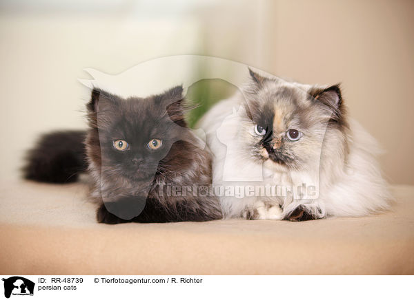 persian cats / RR-48739