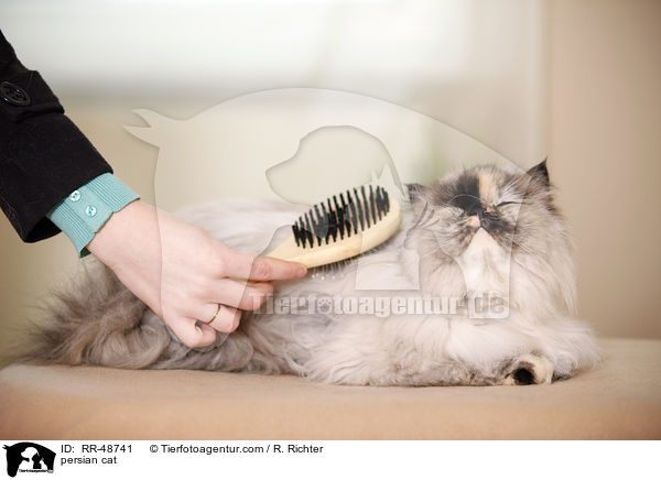 persian cat / RR-48741