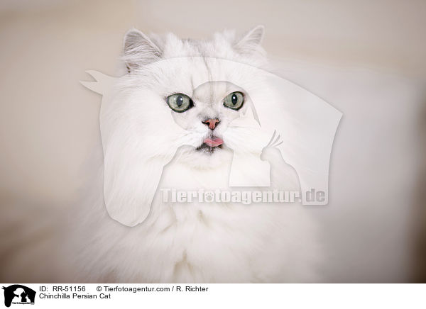 Chinchilla Persian Cat / RR-51156