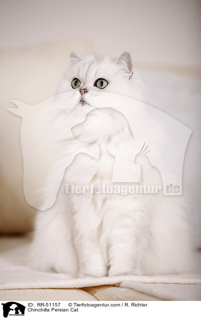 Chinchilla Persian Cat / RR-51157