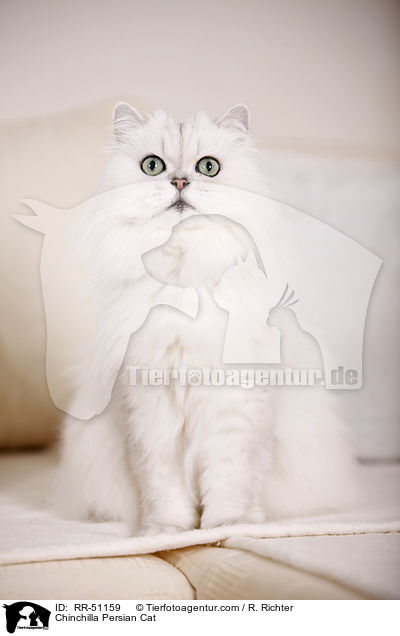 Chinchilla Persian Cat / RR-51159