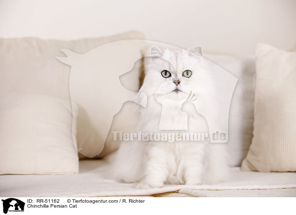 Chinchilla Persian Cat / RR-51162