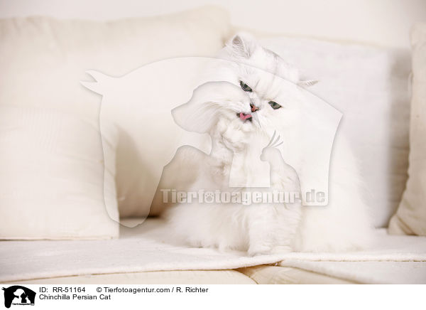 Chinchilla Persian Cat / RR-51164