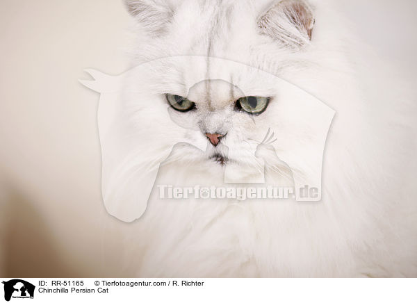 Chinchilla Persian Cat / RR-51165