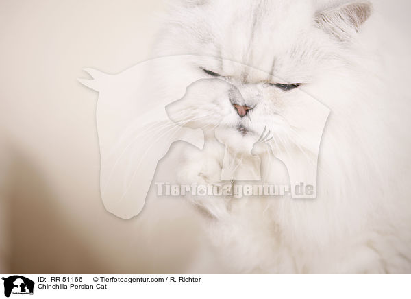 Chinchilla Persian Cat / RR-51166