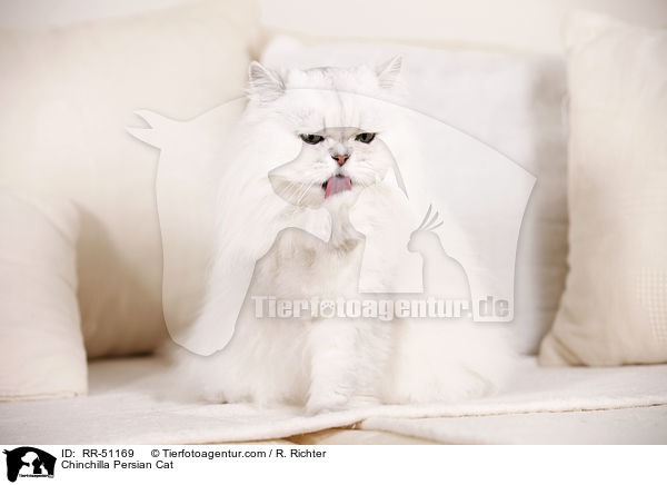 Chinchilla Persian Cat / RR-51169