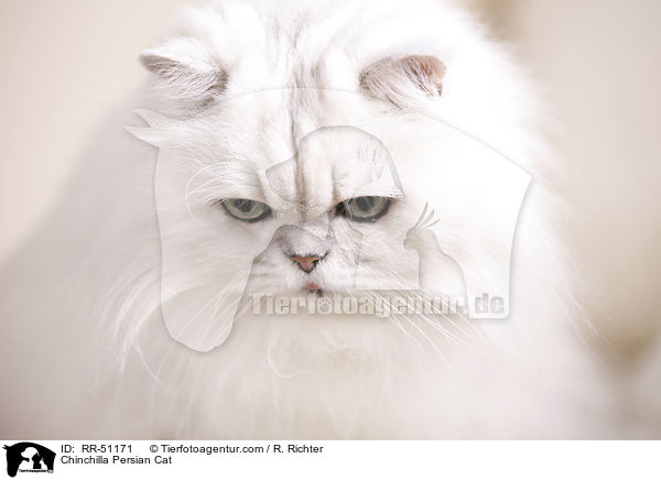 Chinchilla Persian Cat / RR-51171