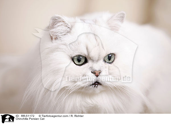 Chinchilla Persian Cat / RR-51172