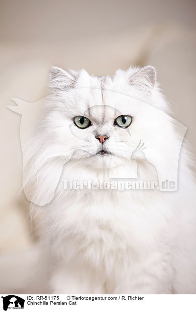 Chinchilla Persian Cat / RR-51175