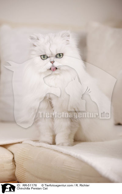 Chinchilla Persian Cat / RR-51176