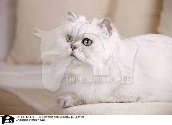 Chinchilla Persian Cat / RR-51178