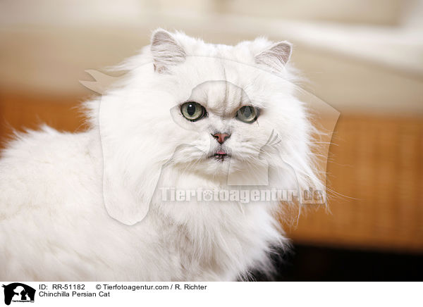 Chinchilla Persian Cat / RR-51182