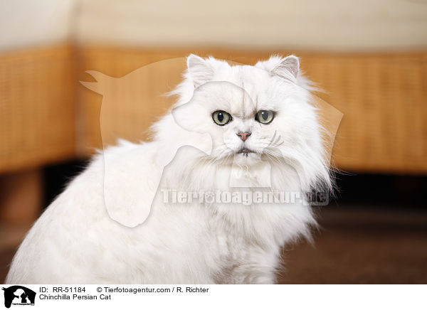 Chinchilla Persian Cat / RR-51184