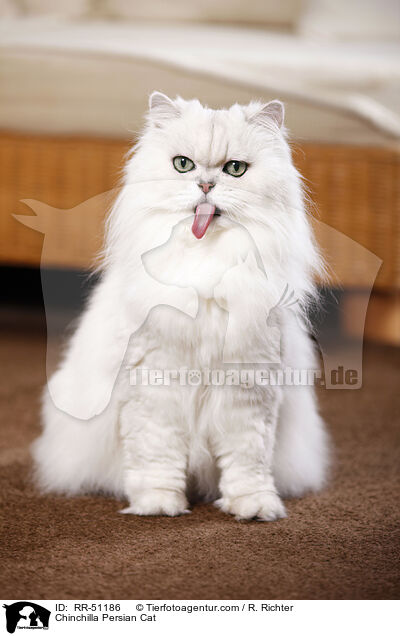 Chinchilla Persian Cat / RR-51186