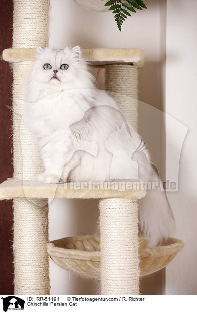 Chinchilla Perser / Chinchilla Persian Cat / RR-51191