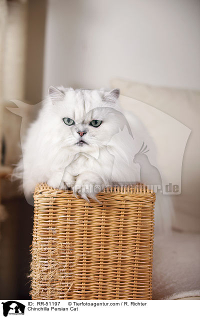 Chinchilla Persian Cat / RR-51197