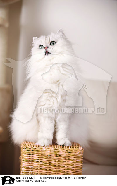 Chinchilla Persian Cat / RR-51201