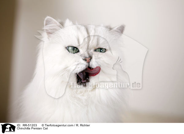 Chinchilla Persian Cat / RR-51203