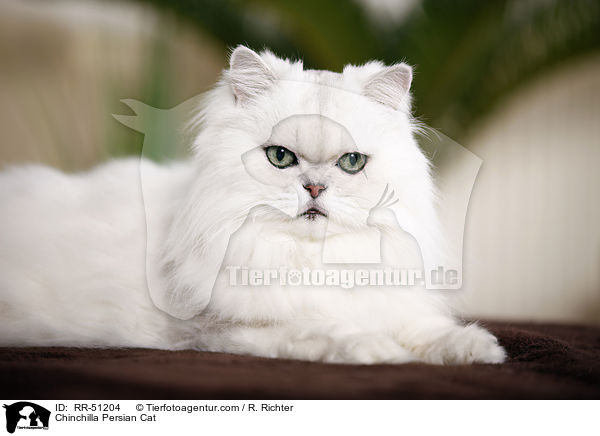 Chinchilla Persian Cat / RR-51204