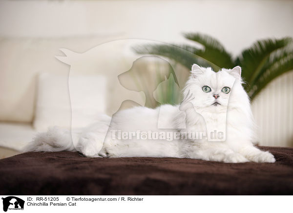 Chinchilla Persian Cat / RR-51205