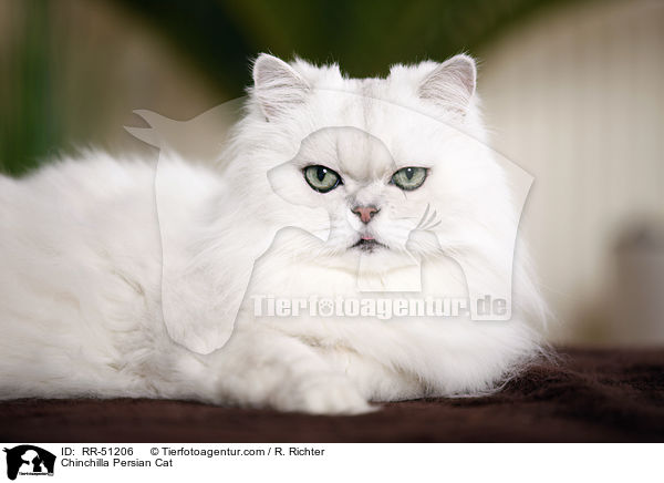Chinchilla Persian Cat / RR-51206