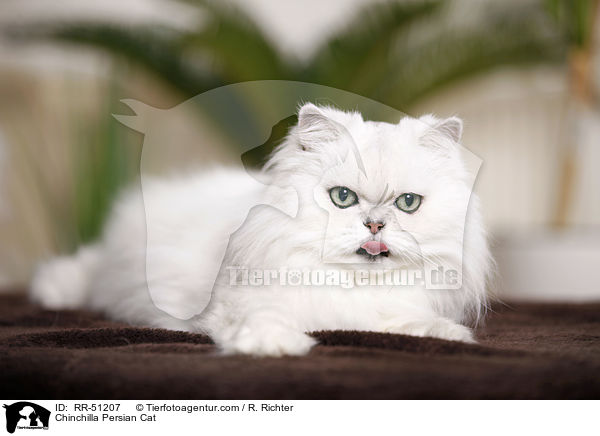 Chinchilla Persian Cat / RR-51207