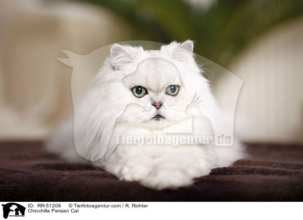 Chinchilla Persian Cat / RR-51208