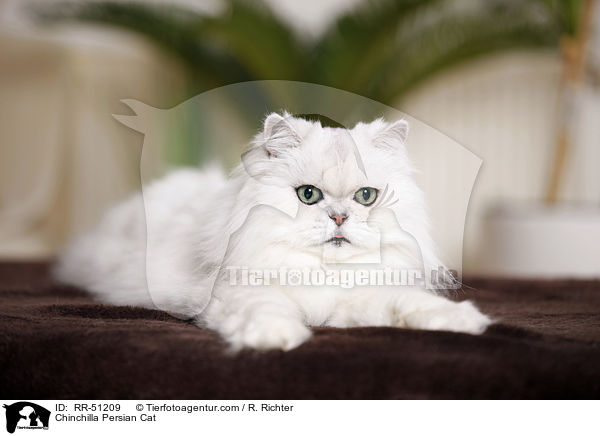 Chinchilla Persian Cat / RR-51209