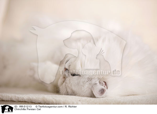 Chinchilla Persian Cat / RR-51213