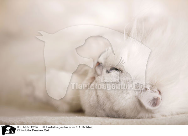 Chinchilla Perser / Chinchilla Persian Cat / RR-51214