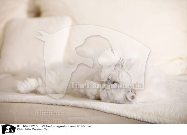 Chinchilla Perser / Chinchilla Persian Cat / RR-51215