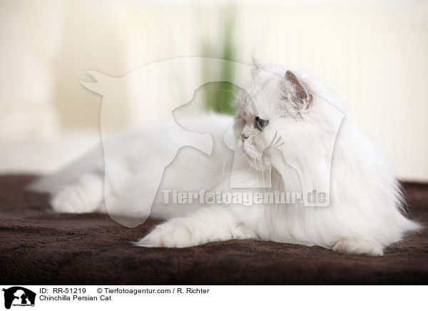 Chinchilla Persian Cat / RR-51219