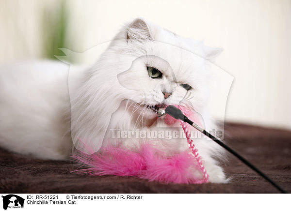 Chinchilla Persian Cat / RR-51221