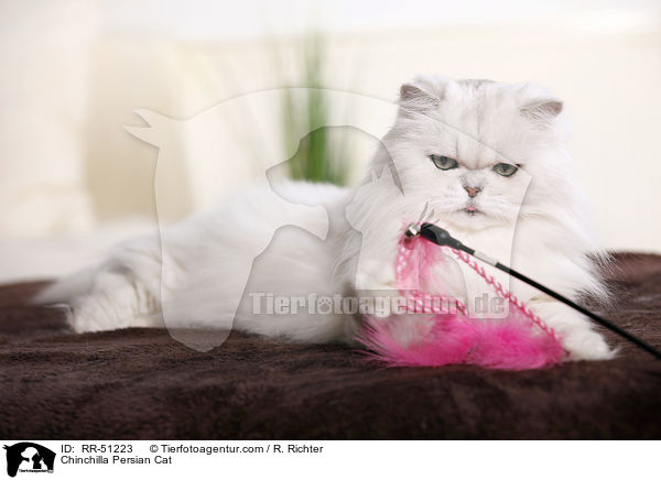Chinchilla Persian Cat / RR-51223