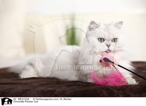 Chinchilla Persian Cat / RR-51224