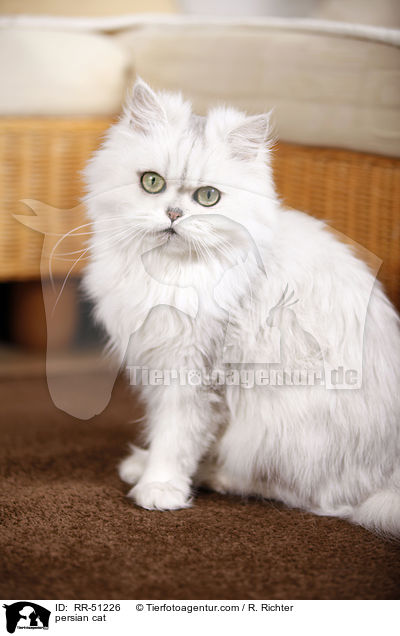 persian cat / RR-51226