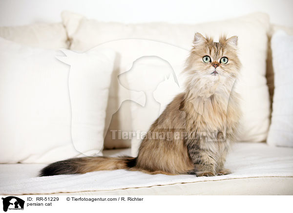 persian cat / RR-51229