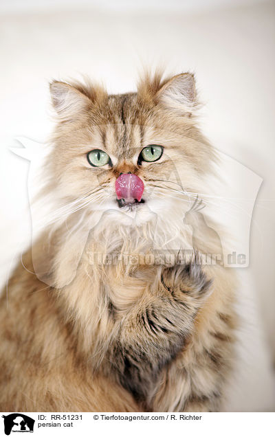 persian cat / RR-51231