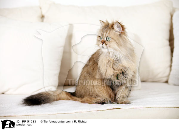persian cat / RR-51233
