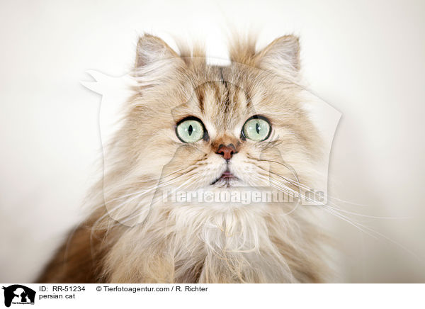 persian cat / RR-51234