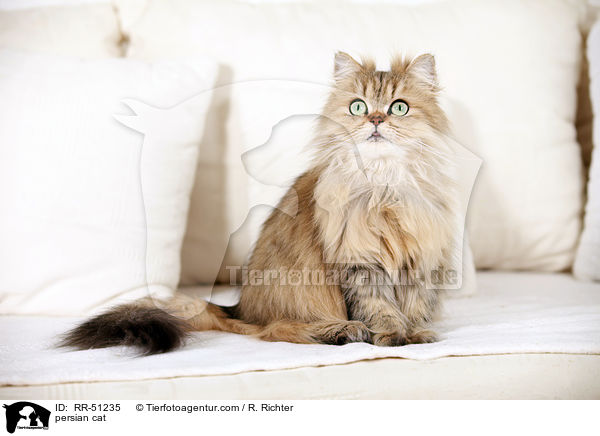 persian cat / RR-51235