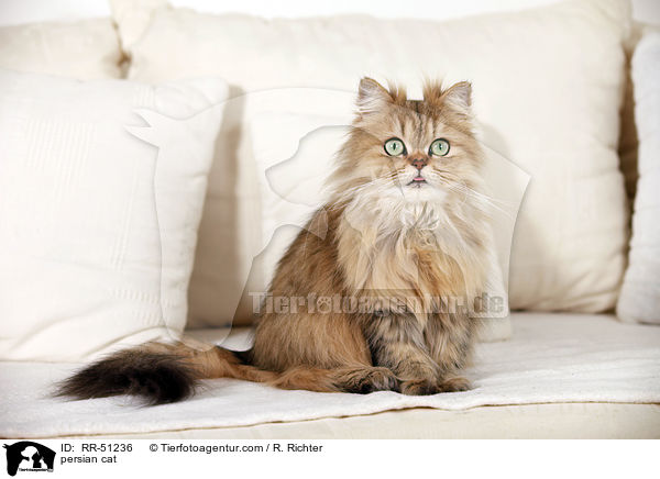 shaded-golden Perser / persian cat / RR-51236