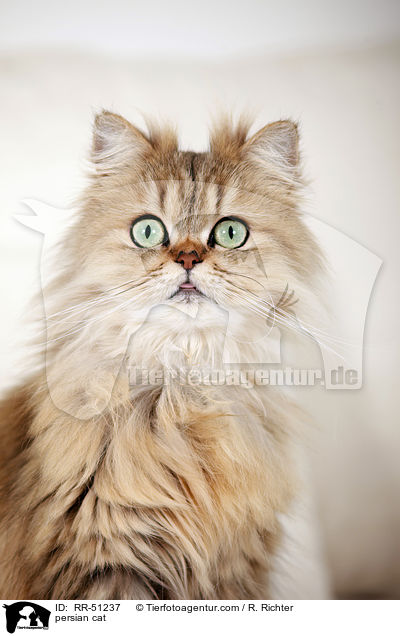 persian cat / RR-51237