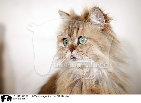 persian cat / RR-51238